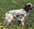Setter Anglais SATANA DEL DIANELLA Setter Anglais SATANA DEL DIANELLA